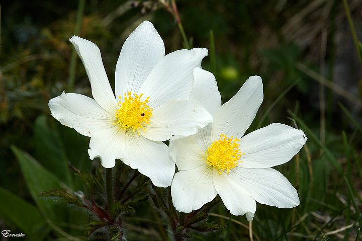 Pulsatilla alpina (L.) subsp. austroalpina ? - M.te Baldo